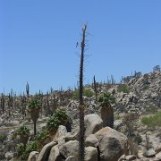 Baja2011 1070 : Baja2011